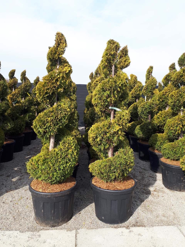 Туя западная Йеллоу Риббон (Thuja occidentalis 'Yellow Ribbon') Спираль