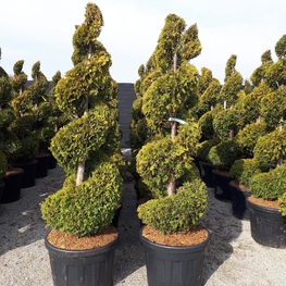 Туя западная Йеллоу Риббон (Thuja occidentalis 'Yellow Ribbon') Спираль