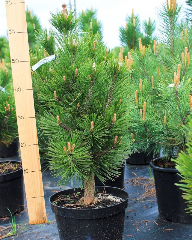 Сосна белокорая Малинки (Pinus leucodermis 'Malinki')