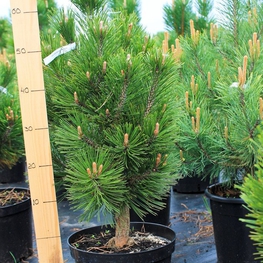 Сосна белокорая Малинки (Pinus leucodermis 'Malinki')