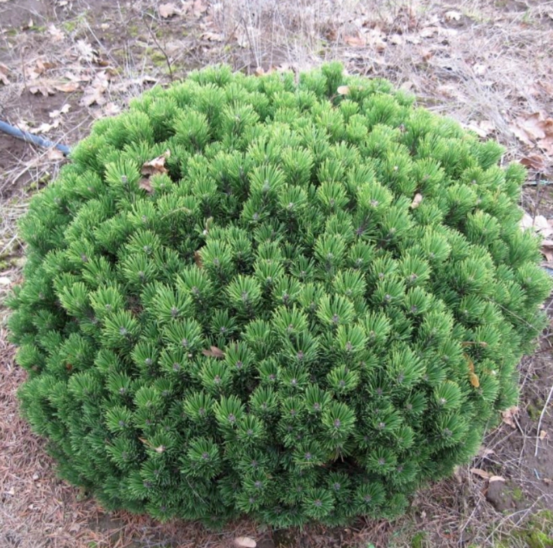 Сосна горная Шервуд Компакт (Pinus mugo 'Sherwood Compact')