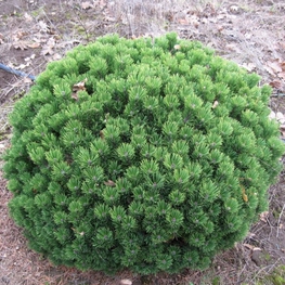 Сосна горная Шервуд Компакт (Pinus mugo 'Sherwood Compact')