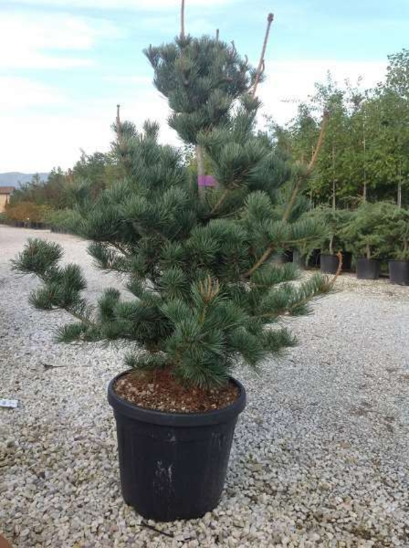 Сосна мелкоцветковая Негиши (Pinus parviflora 'Negishi')
