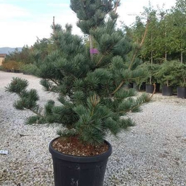 Сосна мелкоцветковая Негиши (Pinus parviflora 'Negishi')