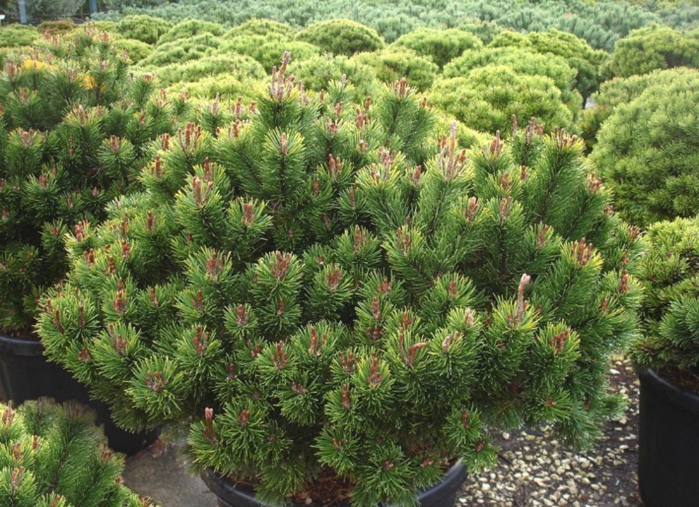 Сосна горная Лаурин (Pinus mugo 'Laurin')