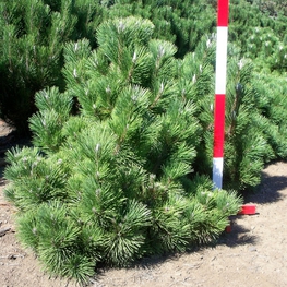 Сосна Тунберга Майджима (Pinus thunbergii 'Maijima')