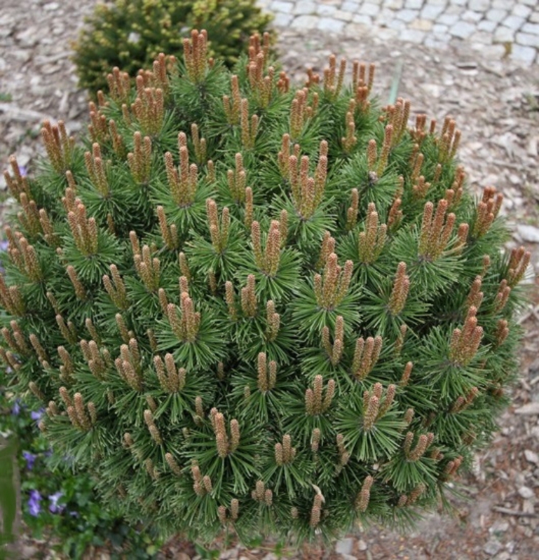 Сосна горная Литомишль (Pinus mugo 'Litomysl')