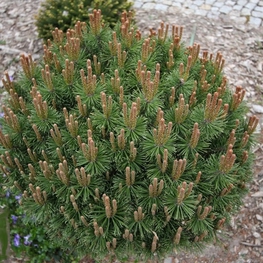 Сосна горная Литомишль (Pinus mugo 'Litomysl')