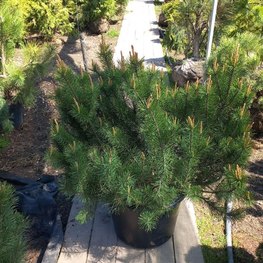 Сосна горная (Pinus mugo)