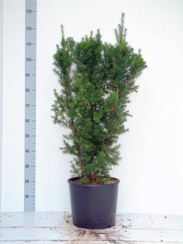 Тис ягодный (Taxus baccata)