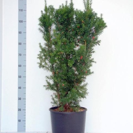 Тис ягодный (Taxus baccata)