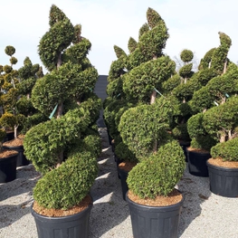 Туя западная Брабант (Thuja occidentalis 'Brabant') Спираль