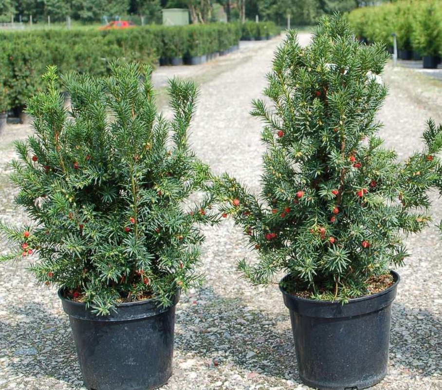 Тис средний Хикси (Taxus x media 'Hicksii')