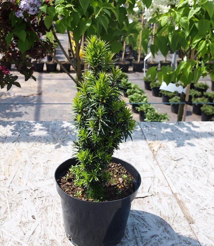 Тис средний Войтек (Taxus x media 'Wojtek')