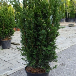 Тис средний Хилли (Taxus x media 'Hillii')