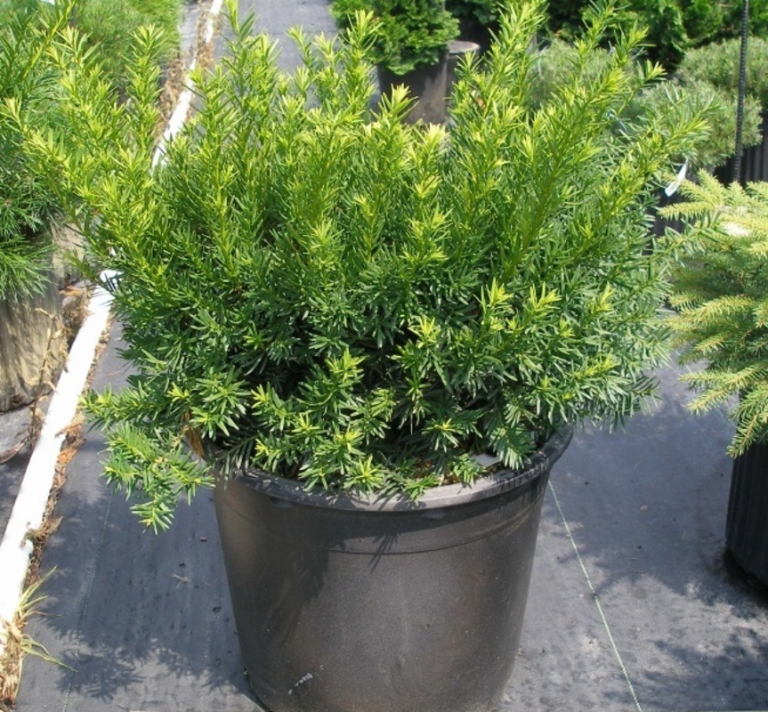 Тис средний Фэйрвью (Taxus x media 'Fairview')