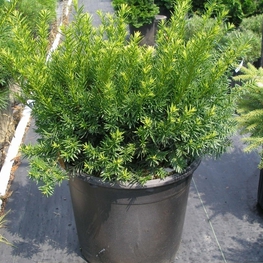 Тис средний Фэйрвью (Taxus x media 'Fairview')