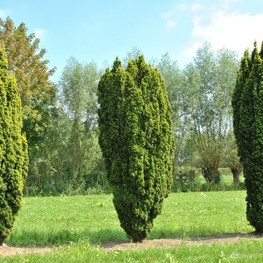 Тис ягодный Фастигиата (Taxus baccata 'Fastigiata')