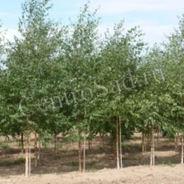 Береза бородавчатая (Betula pendula)