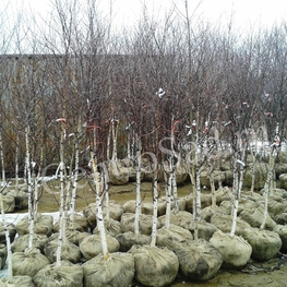 Береза бородавчатая (Betula pendula)