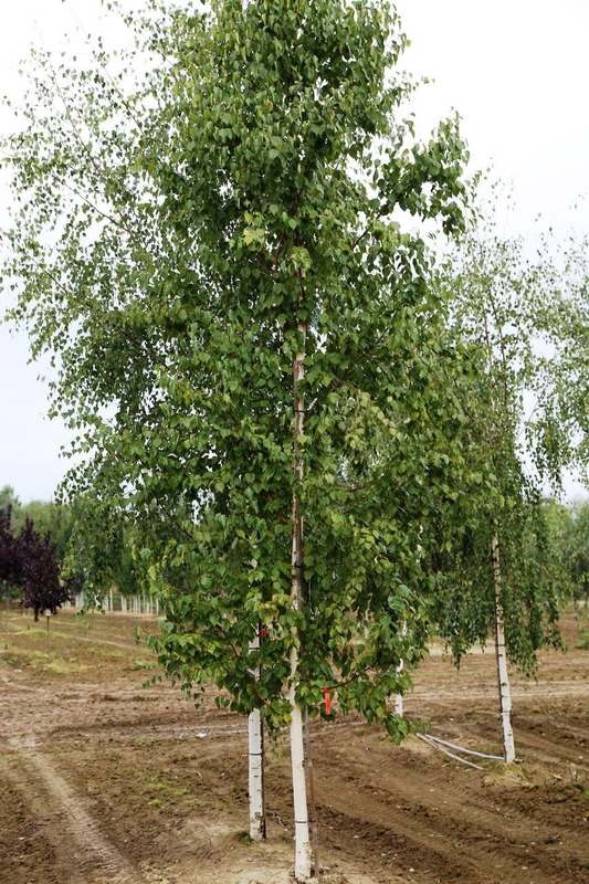 Береза бумажная (Betula papyrifera)