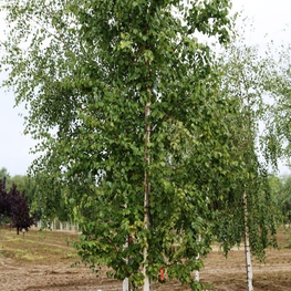 Береза бумажная (Betula papyrifera)
