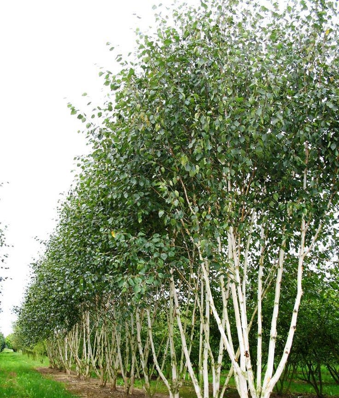 Береза Жакмана (Betula utilis var. jacquemontii)