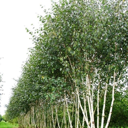 Береза Жакмана (Betula utilis var. jacquemontii)