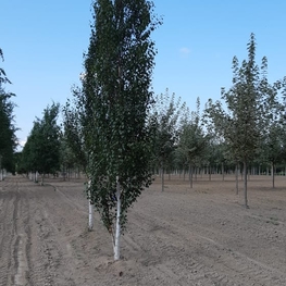 Береза повислая Фастигиата (Betula pendula 'Fastigiata')
