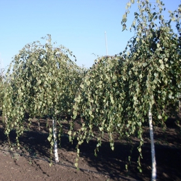 Береза повислая Юнги (Betula pendula 'Youngii')