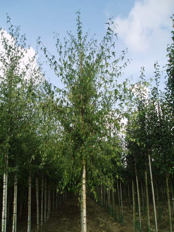 Береза повислая Лациниата (Betula pendula 'Laciniata')