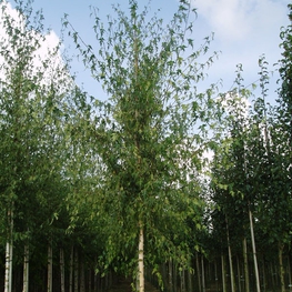 Береза повислая Лациниата (Betula pendula 'Laciniata')