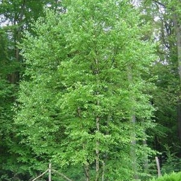 Береза пушистая (Betula pubescens)