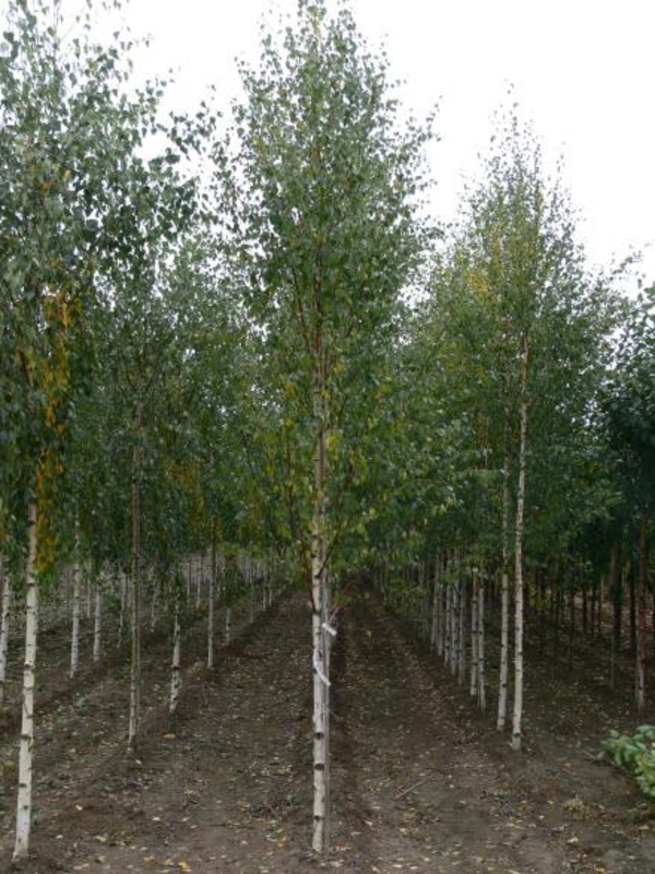 Береза повислая Цвитзер Глори (Betula pendula 'Zwitser Glorie')