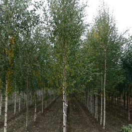 Береза повислая Цвитзер Глори (Betula pendula 'Zwitser Glorie')