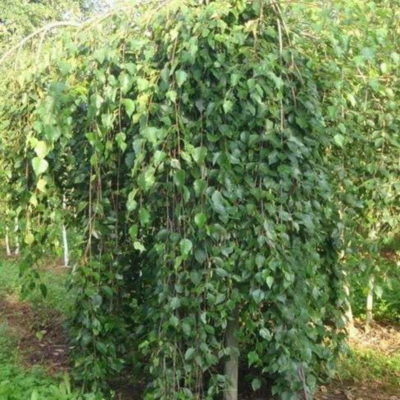 Береза полезная Лонг Транк (Betula utilis 'Long Trunk')