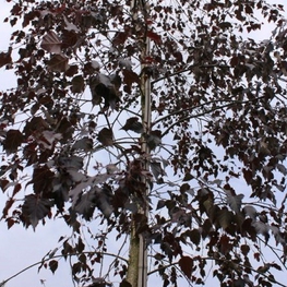 Береза повислая Пурпуреа (Betula pendula 'Purpurea')