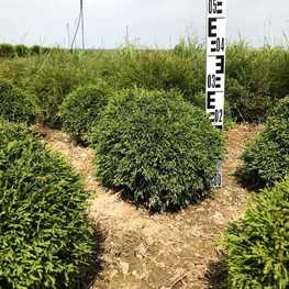 Туя западная Мистер Боулинг Болл (Thuja occidentalis 'Mr. Bowling Ball')