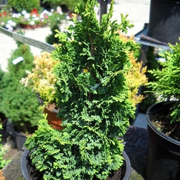 Туя западная Спиралис (Thuja occidentalis 'Spiralis')