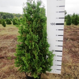 Туя западная Спиралис (Thuja occidentalis 'Spiralis')