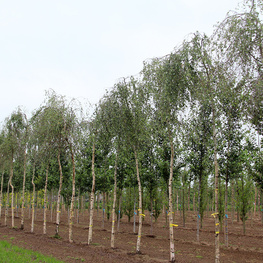 Береза повислая Карельская (Betula pendula 'Carelica')