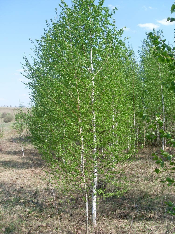 Береза обыкновенная (Betula pubescens)