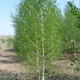 Береза обыкновенная (Betula pubescens)