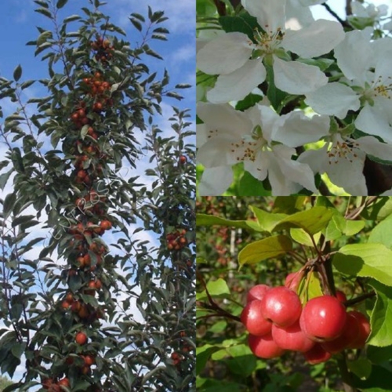 Декоративная яблоня Джон Дауни (Malus 'John Downie')