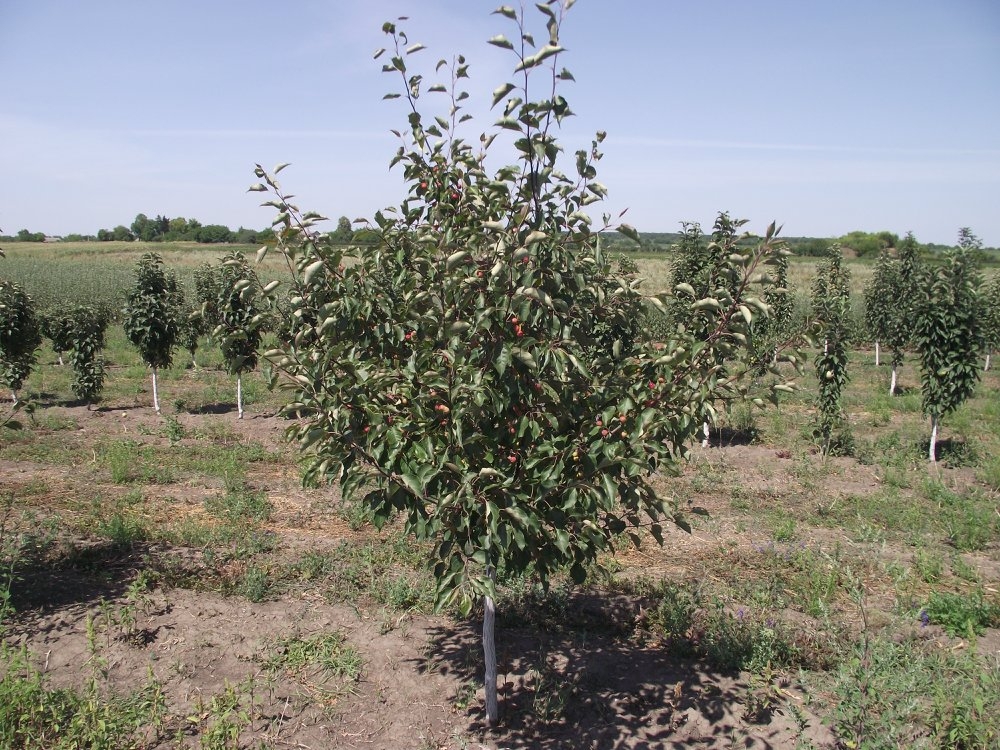 Декоративная яблоня Зибольда (Malus sieboldii)