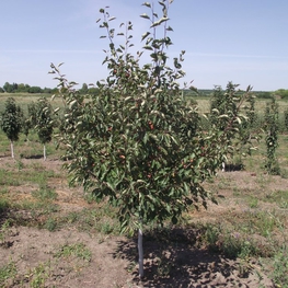 Декоративная яблоня Зибольда (Malus sieboldii)