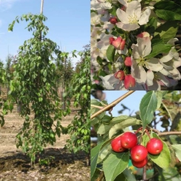 Декоративная яблоня Ред Джейд (Malus 'Red Jade')