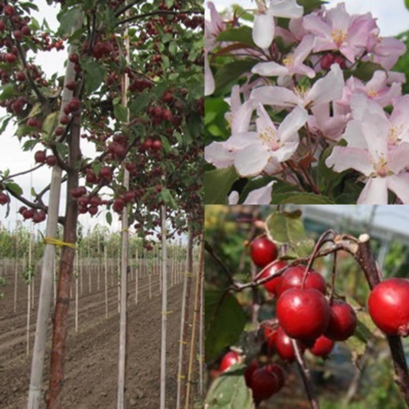Декоративная яблоня Ред Обелиск (Malus 'Red Obelisk')