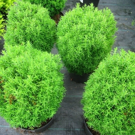 Туя западная Тедди (Thuja occidentalis 'Teddy')