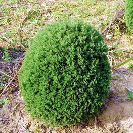 Туя западная Тедди (Thuja occidentalis 'Teddy')
